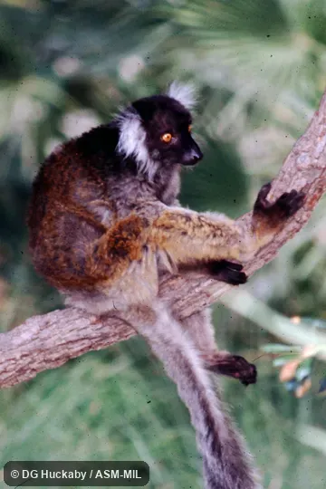 Adult female Adult female