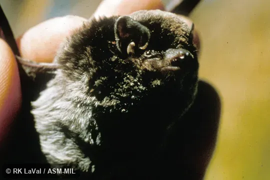 Close-up of head, oblique view. Also as Greater Bent-winged Bat. Formerly in Vespertilionidae. Close-up of head, oblique view. Also as Greater Bent-winged Bat. Formerly in Vespertilionidae.