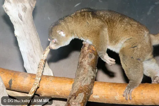 Also as Potto|Western Potto|Benin Potto|Bosman's Potto. Also as Potto|Western Potto|Benin Potto|Bosman's Potto.