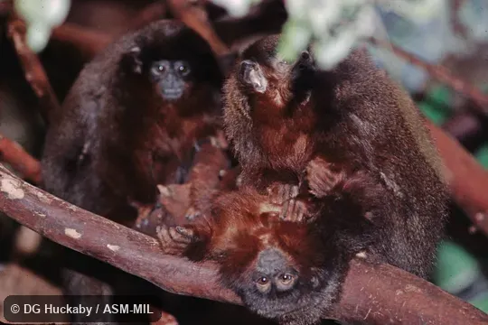 Formerly Callicebus cupreus. Formerly Callicebus cupreus.
