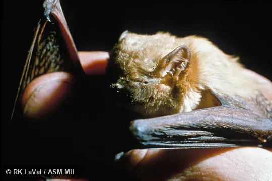 Close-up of head, oblique view. Also as Butterfly Bat|Leaf-winged Bat. Close-up of head, oblique view. Also as Butterfly Bat|Leaf-winged Bat.