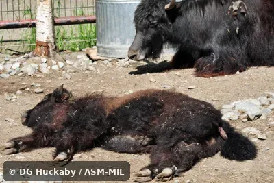 Juvenile lying on side with hooves and underside of tail visible Juvenile lying on side with hooves and underside of tail visible