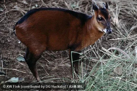 Cephalophus dorsalis dorsalis. Also as Western Bay Duiker|Western Black-backed Duiker. Cephalophus dorsalis dorsalis. Also as Western Bay Duiker|Western Black-backed Duiker.