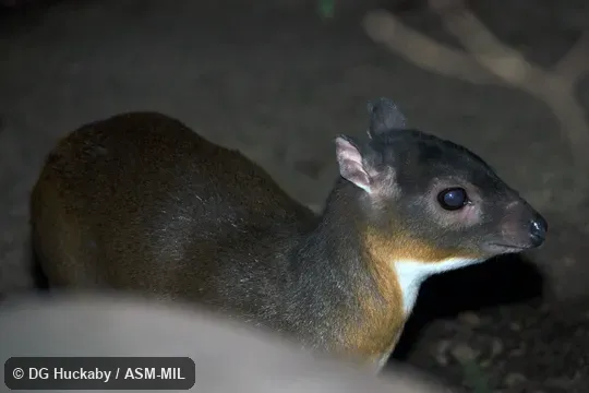 Adult female Adult female