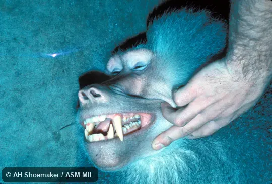 Close-up of head of adult male, mouth partially open showing dentition. Also as Mantled Baboon|Sacred Baboon. Close-up of head of adult male, mouth partially open showing dentition. Also as Mantled Baboon|Sacred Baboon.