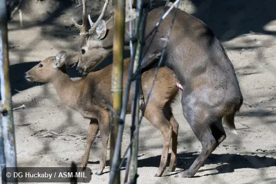Copulating pair. Also as Hyelaphus calamianensis, Calamian Hog Deer. Copulating pair. Also as Hyelaphus calamianensis, Calamian Hog Deer.