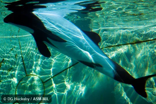 Also as Black-and-white Dolphin|Piebald Dolphin|Skunk Dolphin. Also as Black-and-white Dolphin|Piebald Dolphin|Skunk Dolphin.