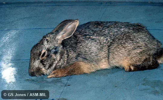 Side view of captive animal Side view of captive animal