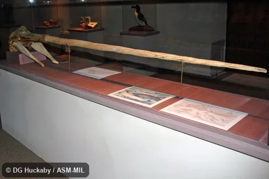 Skull of adult male. Formerly in order Cetacea. Also as Horned Whale|Sea Unicorn|Unicorn Whale. Skull of adult male. Formerly in order Cetacea. Also as Horned Whale|Sea Unicorn|Unicorn Whale.