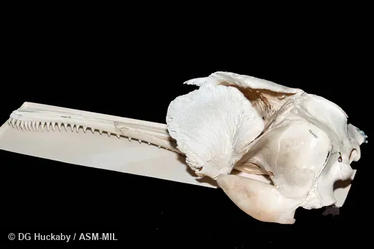 Left dorsolateral view of skull. Formerly in order Cetacea. Formerly Platanista gangetica. Also as Blind River Dolphin|Susu|Bhulan|South Asian River Dolphin. California Academy of Sciences #16340, from Pakistan, Sindh province, 30 miles north Lloyd Barrage, Sukkur. Left dorsolateral view of skull. Formerly in order Cetacea. Formerly Platanista gangetica. Also as Blind River Dolphin|Susu|Bhulan|South Asian River Dolphin. California Academy of Sciences #16340, from Pakistan, Sindh province, 30 miles north Lloyd Barrage, Sukkur.
