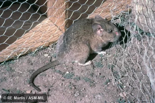 Side view of captive. Also as Chilean Chinchilla Rat. Side view of captive. Also as Chilean Chinchilla Rat.