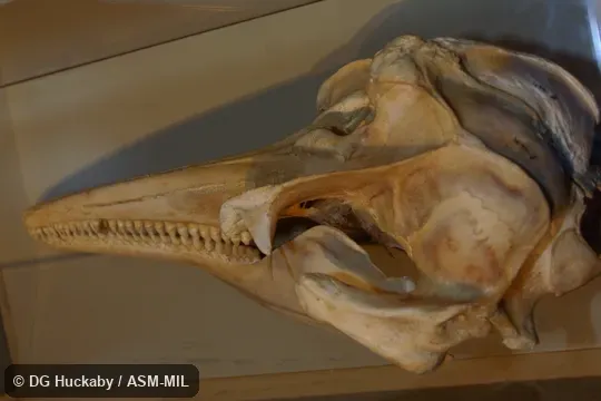 Formerly in order Cetacea. Also as Tasman Beaked Whale|Tasman Whale|Tasmanian Beaked Whale. Formerly in order Cetacea. Also as Tasman Beaked Whale|Tasman Whale|Tasmanian Beaked Whale.