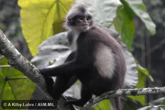Formerly Presbytis melalophos bicolor, Sumatran Surili. Also as Bicolored Banded Langur|Bicolored Mitered Langur|Sumatran Langur. Formerly Presbytis melalophos bicolor, Sumatran Surili. Also as Bicolored Banded Langur|Bicolored Mitered Langur|Sumatran Langur.