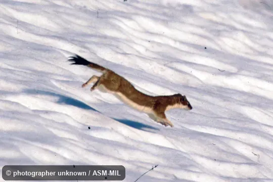 Also as Stoat|Short-tailed Weasel. Also as Stoat|Short-tailed Weasel.