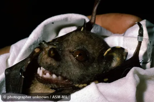 Also as Eastern Tube-nosed Bat|Queensland Tube-nosed Bat. Also as Eastern Tube-nosed Bat|Queensland Tube-nosed Bat.