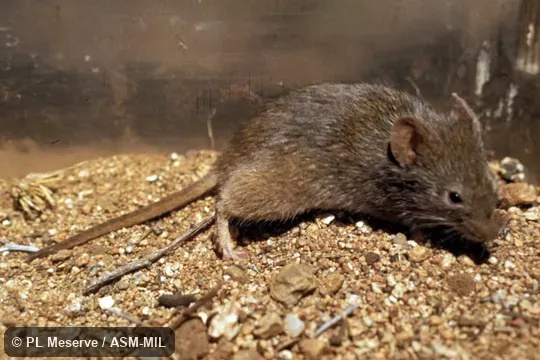 Side view of captive. Also as Olive-colored Akodont, Olive Grass Mouse. Side view of captive. Also as Olive-colored Akodont, Olive Grass Mouse.