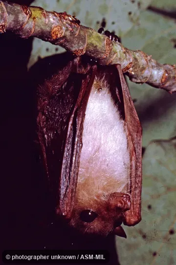 Also as Common Blossom Bat|Eastern Blossom Bat. Also as Common Blossom Bat|Eastern Blossom Bat.