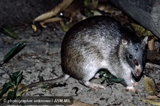 Also as Brindled Bandicoot|Giant Brindled Bandicoot|Large Northern Bandicoot|Northern Short-nosed Bandicoot. Also as Brindled Bandicoot|Giant Brindled Bandicoot|Large Northern Bandicoot|Northern Short-nosed Bandicoot.