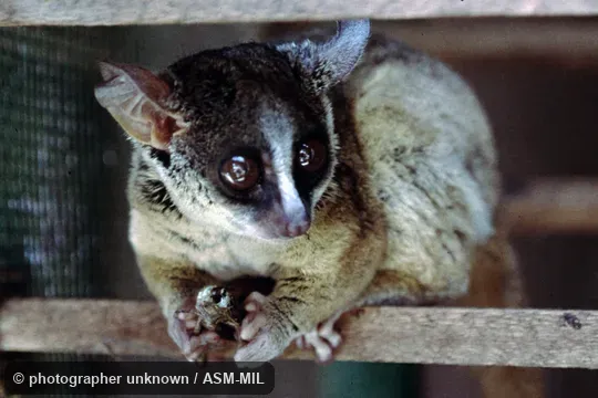 Identification based on geography. Formerly Galago orinus. Also as Amani Dwarf Galago|Uluguru Bushbaby|Usambara Galago. Identification based on geography. Formerly Galago orinus. Also as Amani Dwarf Galago|Uluguru Bushbaby|Usambara Galago.