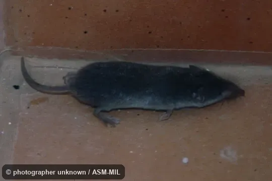 Formerly Soricomorpha. Also as Greater Shrew. Formerly Soricomorpha. Also as Greater Shrew.