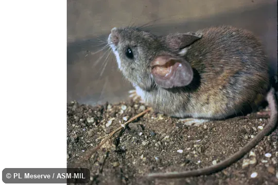 Dorso-lateral view of captive. Also as Darwin's Pericote. Dorso-lateral view of captive. Also as Darwin's Pericote.