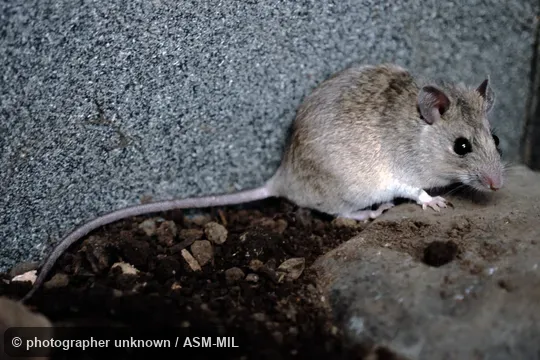 Also as Natal Mastomys. Also as Natal Mastomys.