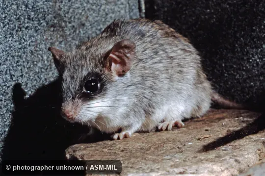 Also as Sundevall's Thallomys|Acacia Thallomys. Also as Sundevall's Thallomys|Acacia Thallomys.