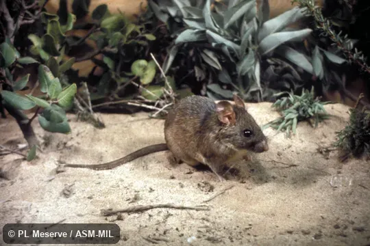 Oblique view. Also as Large-eared Woodrat. Oblique view. Also as Large-eared Woodrat.