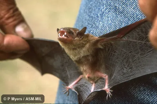 Formerly Eptesicus dimissus, Surat Serotine. Formerly Eptesicus dimissus, Surat Serotine.