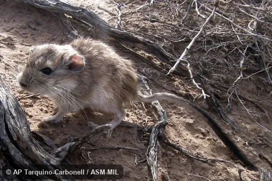 Also as Plains Viscacha Rat. Also as Plains Viscacha Rat.