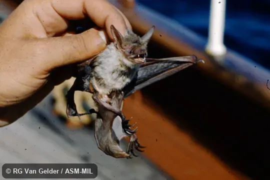 Taken on Puritan Expedition. Also as Fish-eating Bat. Taken on Puritan Expedition. Also as Fish-eating Bat.