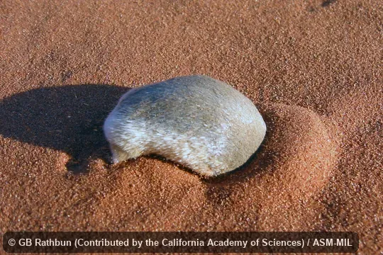 Burrowing into loose sand dune. Also as Namib Golden Mole. Burrowing into loose sand dune. Also as Namib Golden Mole.