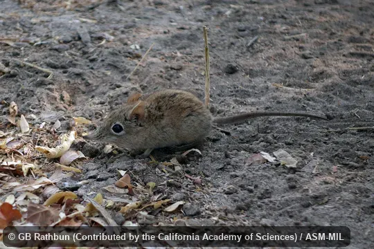 Also as Short-snouted Elephant-shrew. Also as Short-snouted Elephant-shrew.
