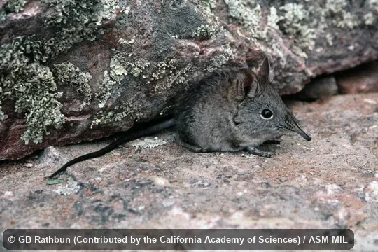 Also as Cape Rock Elephant-shrew|Cape Sengi|Cape Elephant-shrew. Also as Cape Rock Elephant-shrew|Cape Sengi|Cape Elephant-shrew.