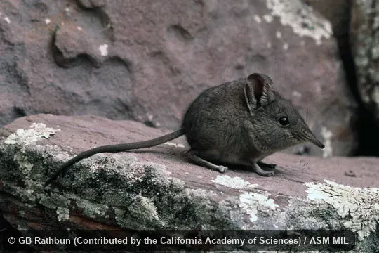 Also as Karoo Rock Elephant-shrew. Also as Karoo Rock Elephant-shrew.