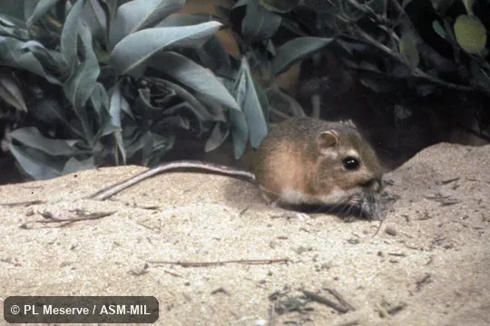 Side view of captive. Also as Cabezon Kangaroo Rat|San Borja Kangaroo Rat|Santa Catarina Kangaroo Rat. Side view of captive. Also as Cabezon Kangaroo Rat|San Borja Kangaroo Rat|Santa Catarina Kangaroo Rat.
