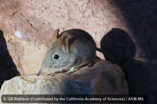 Also as Western Rock Elephant-shrew|Smith's Rock Sengi|Smith's Rock Elephant-shrew. Also as Western Rock Elephant-shrew|Smith's Rock Sengi|Smith's Rock Elephant-shrew.