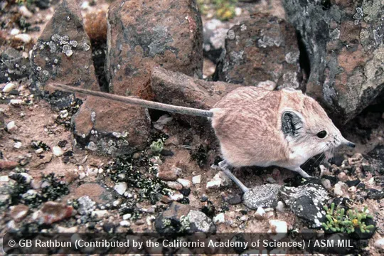 Also as Namib Round-eared Elephant-shrew|Round-eared Sengi|Round-eared Elephant-shrew|Short-eared Sengi|Short-eared Elephant-shrew. Also as Namib Round-eared Elephant-shrew|Round-eared Sengi|Round-eared Elephant-shrew|Short-eared Sengi|Short-eared Elephant-shrew.
