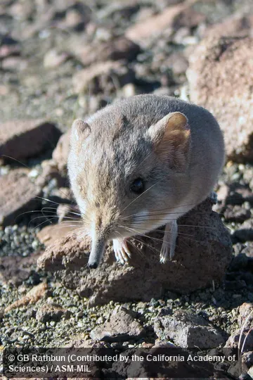 Also as Etendeka Round-eared Elephant-shrew. Also as Etendeka Round-eared Elephant-shrew.