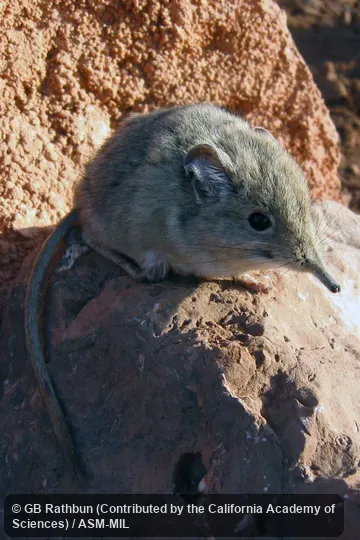 Formerly Elephantulus rozeti. Also as North African Elephant-shrew. Formerly Elephantulus rozeti. Also as North African Elephant-shrew.
