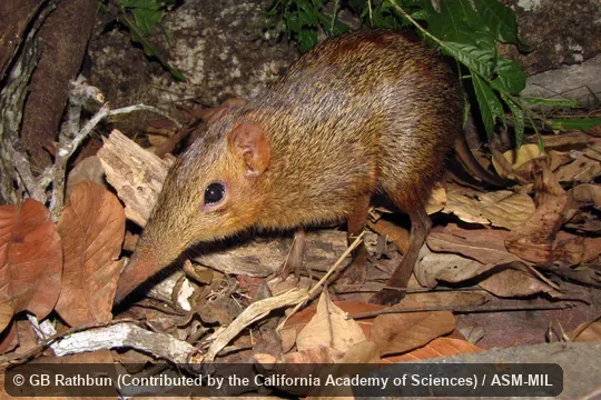 Also as Chequered Elephant-shrew|Chequered Giant Sengi. Also as Chequered Elephant-shrew|Chequered Giant Sengi.