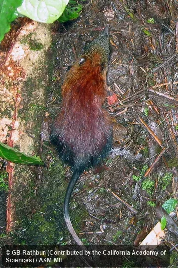Also as Gray-faced Elephant-shrew. Also as Gray-faced Elephant-shrew.