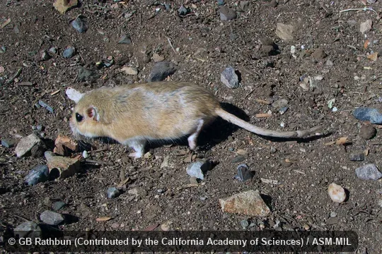 Also as Namaqua Gerbil. Also as Namaqua Gerbil.