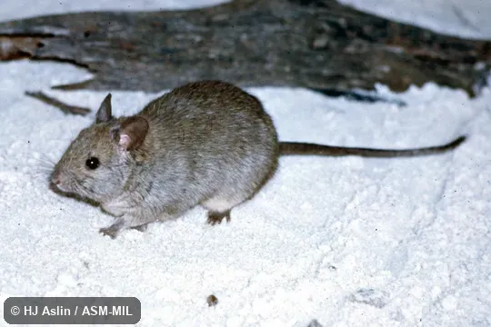 Oblique view of captive, from Nuyts Archipelago, SA, Australia. Also as House-building Rat. Oblique view of captive, from Nuyts Archipelago, SA, Australia. Also as House-building Rat.