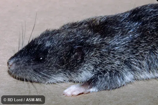 Captured in Venezuela, Aragua state, Henri Pittier National Park. Also as Pittier's Ichthyomyine|Pittier's Ichthyomys. Captured in Venezuela, Aragua state, Henri Pittier National Park. Also as Pittier's Ichthyomyine|Pittier's Ichthyomys.