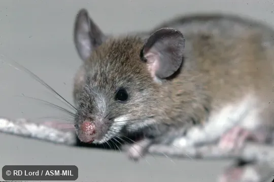 Captured in Venezuela, Lara state, Yacambú National Park. Formerly as Oryzomys meridensis. Also as Mérida Nephelomys|Merida Oryzomys. Captured in Venezuela, Lara state, Yacambú National Park. Formerly as Oryzomys meridensis. Also as Mérida Nephelomys|Merida Oryzomys.