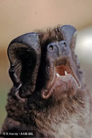 Also as Greater Bonneted Bat|Greater Mastiff Bat|Western Mastiff Bat. Also as Greater Bonneted Bat|Greater Mastiff Bat|Western Mastiff Bat.