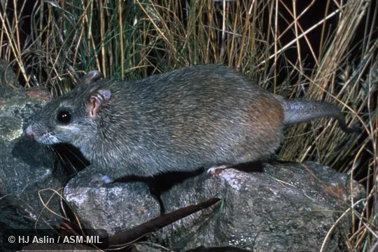 Side view, captive, from Arnhem Land, NT, Australia. Also as Large Rock Rat. Side view, captive, from Arnhem Land, NT, Australia. Also as Large Rock Rat.