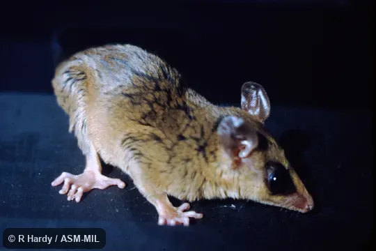 Captured in Long Beach CA from a banana boat originating in Ecuador, Guayaquil. CSULB # 2753. Formerly Marmosa robinsoni isthmica. Also as Isthmian Mouse Opossum. Captured in Long Beach CA from a banana boat originating in Ecuador, Guayaquil. CSULB # 2753. Formerly Marmosa robinsoni isthmica. Also as Isthmian Mouse Opossum.