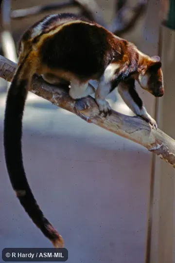 Also as Ornate Tree Kangaroo. Also as Ornate Tree Kangaroo.